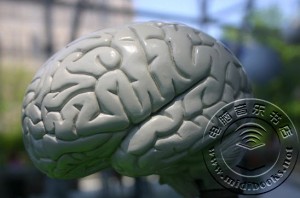 瑞典科学家成功培育脑神经细胞 实验室制大脑成可能